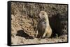 Suricate (Suricata Suricatta)-Michael Runkel-Framed Stretched Canvas