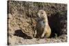 Suricate (Suricata Suricatta)-Michael Runkel-Stretched Canvas