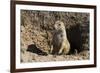 Suricate (Suricata Suricatta)-Michael Runkel-Framed Photographic Print