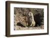 Suricate (Suricata Suricatta)-Michael Runkel-Framed Photographic Print