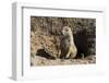 Suricate (Suricata Suricatta)-Michael Runkel-Framed Photographic Print