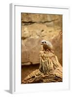 Suricate-duallogic-Framed Photographic Print