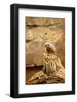 Suricate-duallogic-Framed Photographic Print