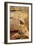 Suricate-duallogic-Framed Photographic Print