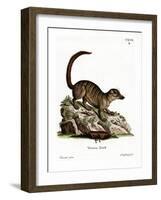 Surikate-null-Framed Giclee Print