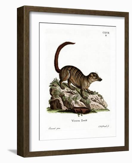 Surikate-null-Framed Giclee Print