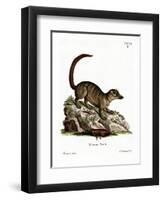 Surikate-null-Framed Giclee Print