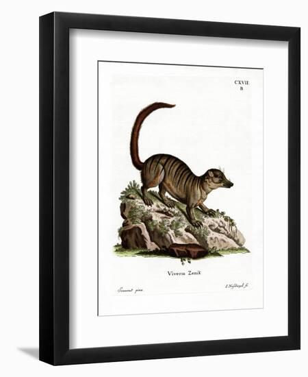 Surikate-null-Framed Giclee Print