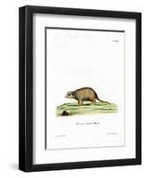 Surikate-null-Framed Premium Giclee Print