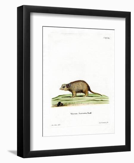 Surikate-null-Framed Premium Giclee Print