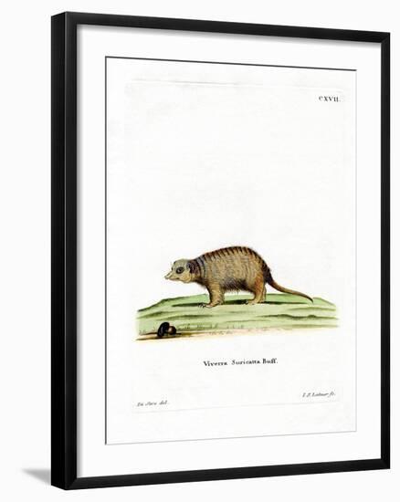 Surikate-null-Framed Giclee Print