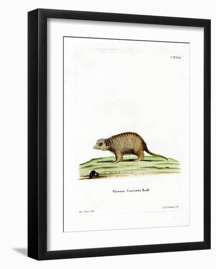 Surikate-null-Framed Giclee Print