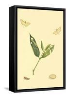 Surinam Butterflies, Moths and Caterpillars-Jan Sepp-Framed Stretched Canvas