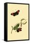 Surinam Butterflies, Moths and Caterpillars-Jan Sepp-Framed Stretched Canvas