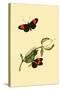 Surinam Butterflies, Moths and Caterpillars-Jan Sepp-Stretched Canvas