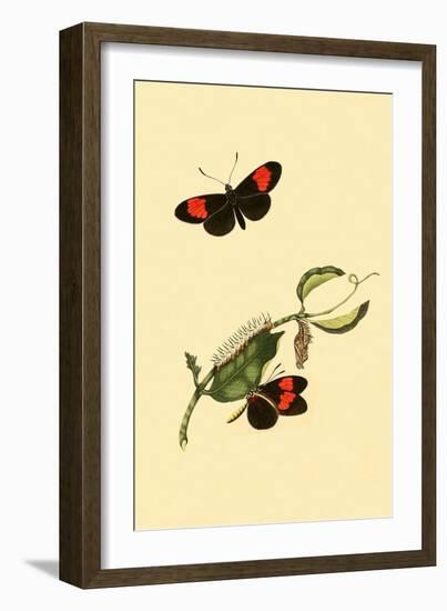 Surinam Butterflies, Moths and Caterpillars-Jan Sepp-Framed Art Print