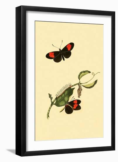 Surinam Butterflies, Moths and Caterpillars-Jan Sepp-Framed Art Print