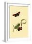 Surinam Butterflies, Moths and Caterpillars-Jan Sepp-Framed Art Print