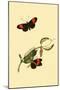 Surinam Butterflies, Moths and Caterpillars-Jan Sepp-Mounted Art Print