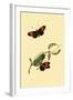 Surinam Butterflies, Moths and Caterpillars-Jan Sepp-Framed Art Print