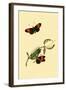 Surinam Butterflies, Moths and Caterpillars-Jan Sepp-Framed Art Print