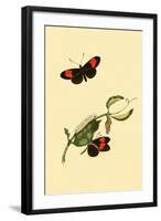 Surinam Butterflies, Moths and Caterpillars-Jan Sepp-Framed Art Print