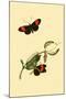 Surinam Butterflies, Moths and Caterpillars-Jan Sepp-Mounted Art Print