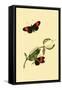 Surinam Butterflies, Moths and Caterpillars-Jan Sepp-Framed Stretched Canvas