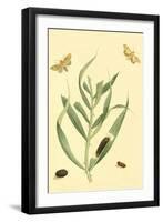 Surinam Butterflies, Moths and Caterpillars-Jan Sepp-Framed Art Print