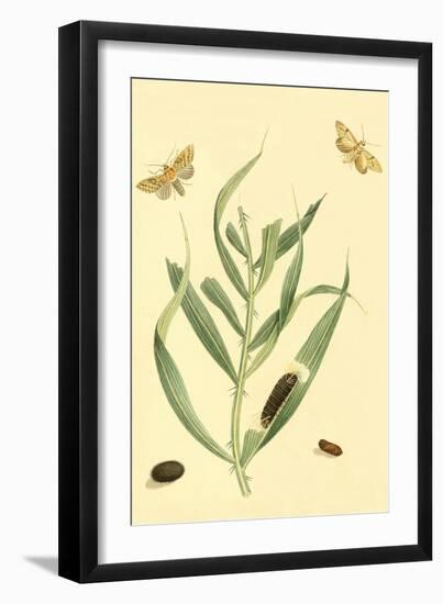 Surinam Butterflies, Moths and Caterpillars-Jan Sepp-Framed Art Print