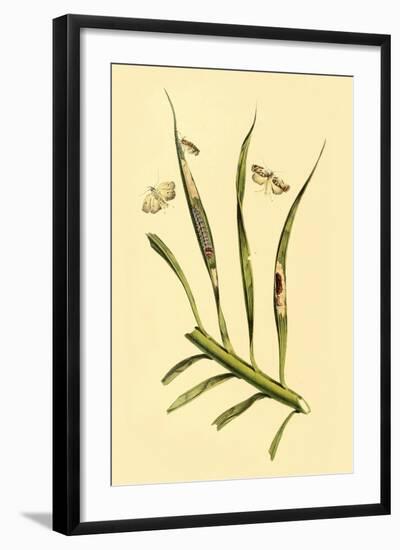 Surinam Butterflies, Moths and Caterpillars-Jan Sepp-Framed Art Print