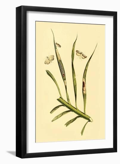 Surinam Butterflies, Moths and Caterpillars-Jan Sepp-Framed Art Print