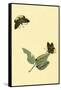 Surinam Butterflies, Moths and Caterpillars-Jan Sepp-Framed Stretched Canvas