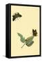 Surinam Butterflies, Moths and Caterpillars-Jan Sepp-Framed Stretched Canvas