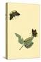 Surinam Butterflies, Moths and Caterpillars-Jan Sepp-Stretched Canvas