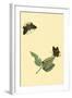 Surinam Butterflies, Moths and Caterpillars-Jan Sepp-Framed Art Print