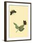 Surinam Butterflies, Moths and Caterpillars-Jan Sepp-Framed Art Print