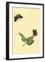 Surinam Butterflies, Moths and Caterpillars-Jan Sepp-Framed Art Print