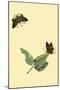 Surinam Butterflies, Moths and Caterpillars-Jan Sepp-Mounted Art Print