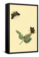 Surinam Butterflies, Moths and Caterpillars-Jan Sepp-Framed Stretched Canvas