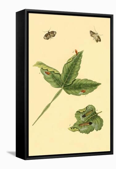 Surinam Butterflies, Moths and Caterpillars-Jan Sepp-Framed Stretched Canvas