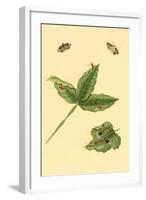 Surinam Butterflies, Moths and Caterpillars-Jan Sepp-Framed Art Print