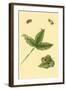 Surinam Butterflies, Moths and Caterpillars-Jan Sepp-Framed Art Print