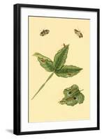 Surinam Butterflies, Moths and Caterpillars-Jan Sepp-Framed Art Print