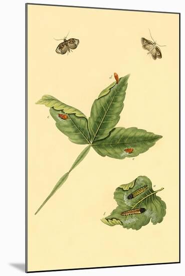 Surinam Butterflies, Moths and Caterpillars-Jan Sepp-Mounted Art Print