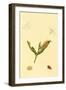 Surinam Butterflies, Moths and Caterpillars-Jan Sepp-Framed Art Print