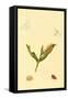 Surinam Butterflies, Moths and Caterpillars-Jan Sepp-Framed Stretched Canvas