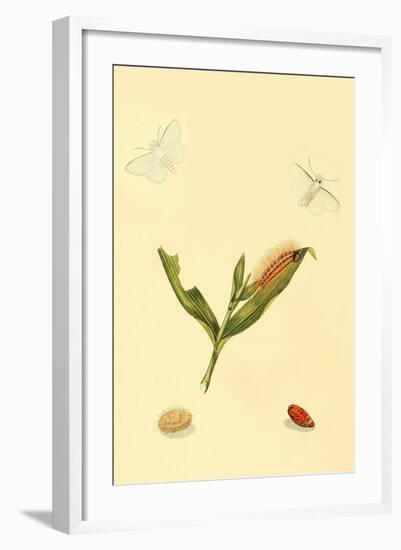 Surinam Butterflies, Moths and Caterpillars-Jan Sepp-Framed Art Print