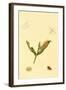 Surinam Butterflies, Moths and Caterpillars-Jan Sepp-Framed Art Print