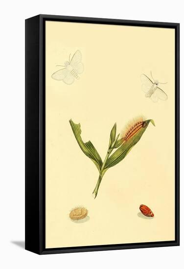 Surinam Butterflies, Moths and Caterpillars-Jan Sepp-Framed Stretched Canvas